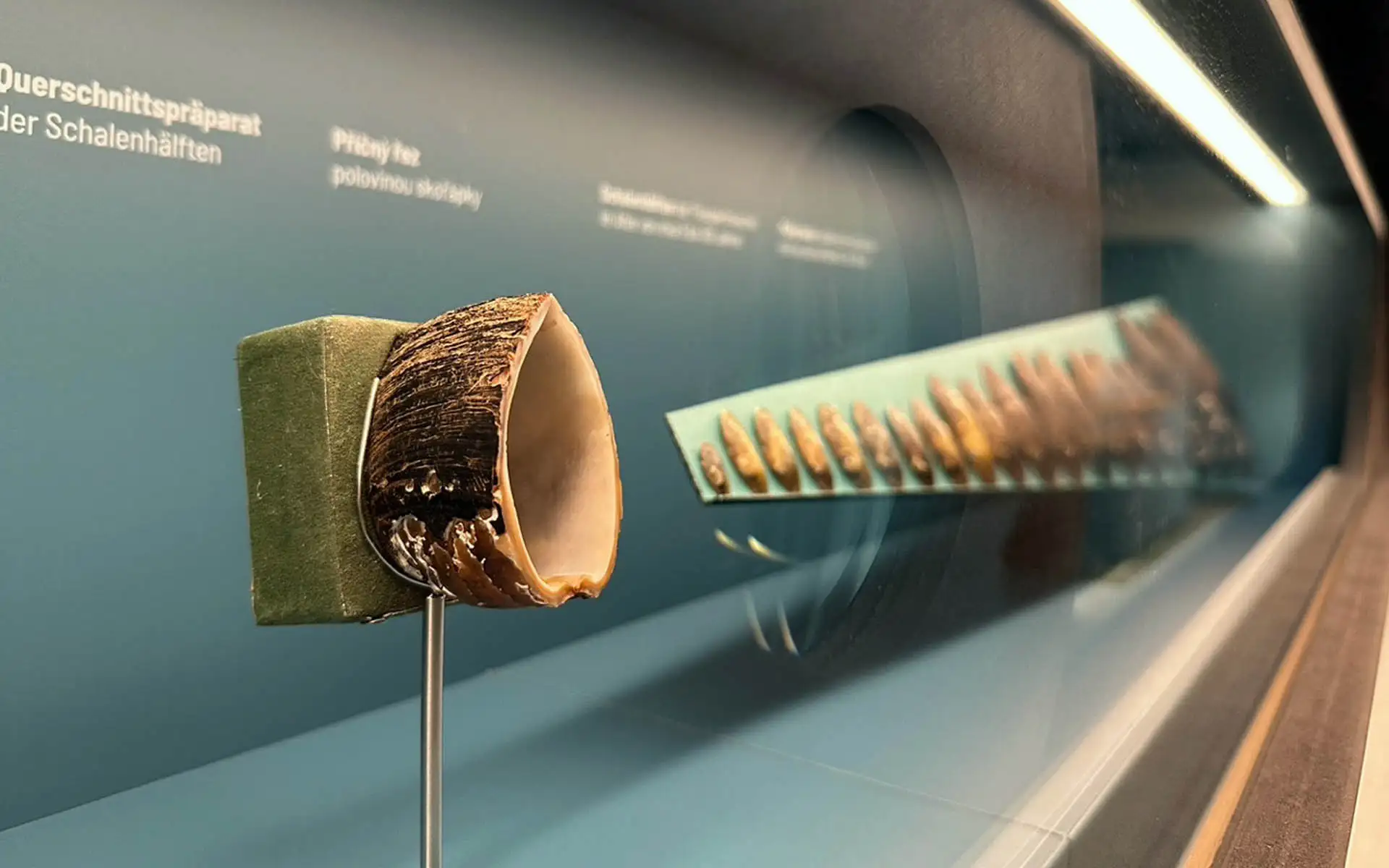 Präparierter Querschnitt einer Flussperlmuschel in einer musealen Vitrine.