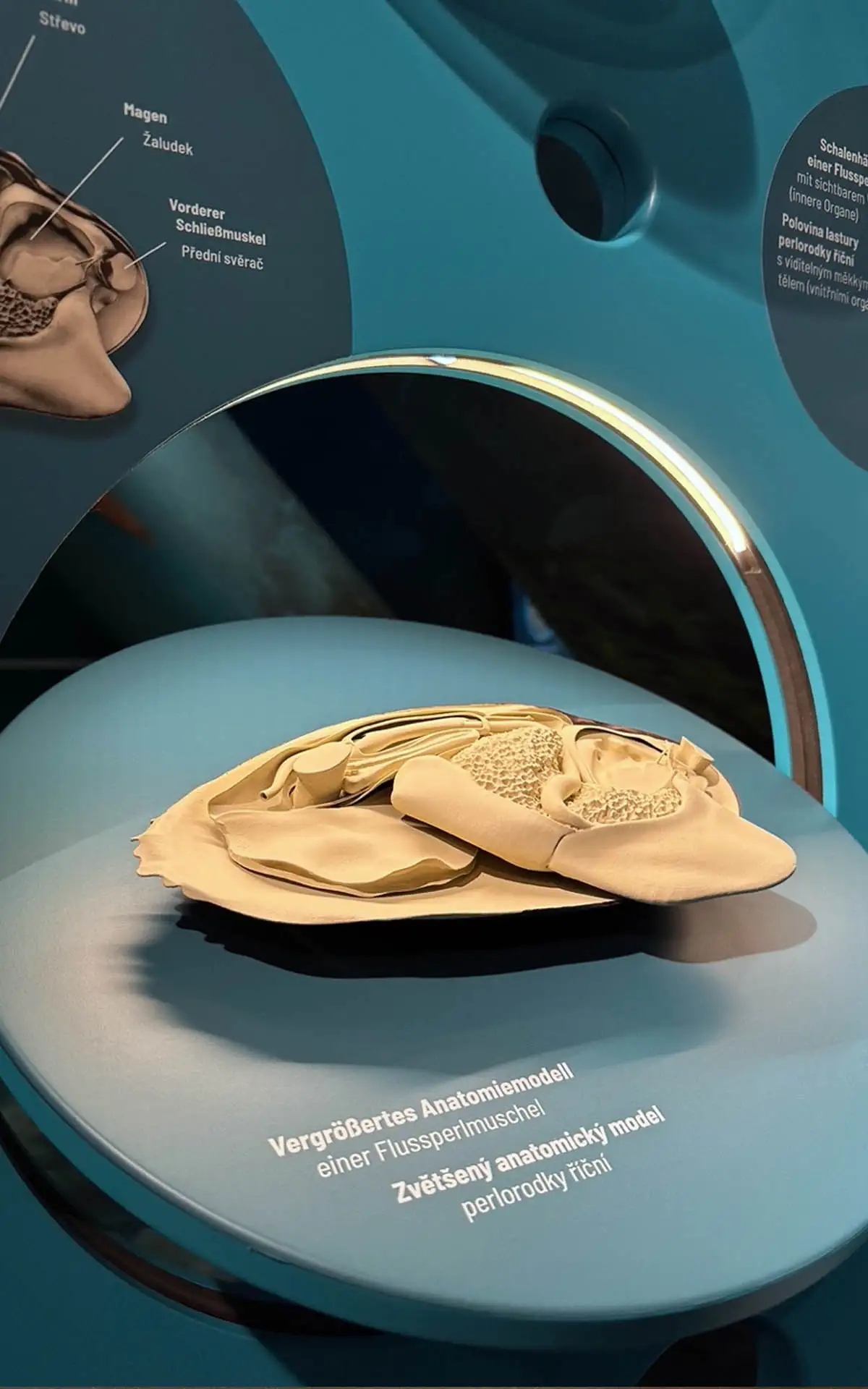 Vergrößertes anatomisches Modell einer Flussperlmuschel mit beschrifteten Organen in einer interaktiven Ausstellungsstation.