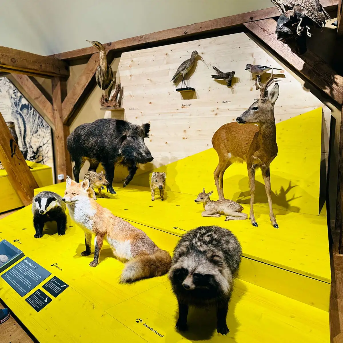 Diorama heimischer Wildtiere auf gelber Ausstellungslandschaft: Reh mit Kitz, Wildschwein mit Frischlingen, Fuchs, Dachs und Marderhund; an der Rückwand mehrere präparierte Vögel.