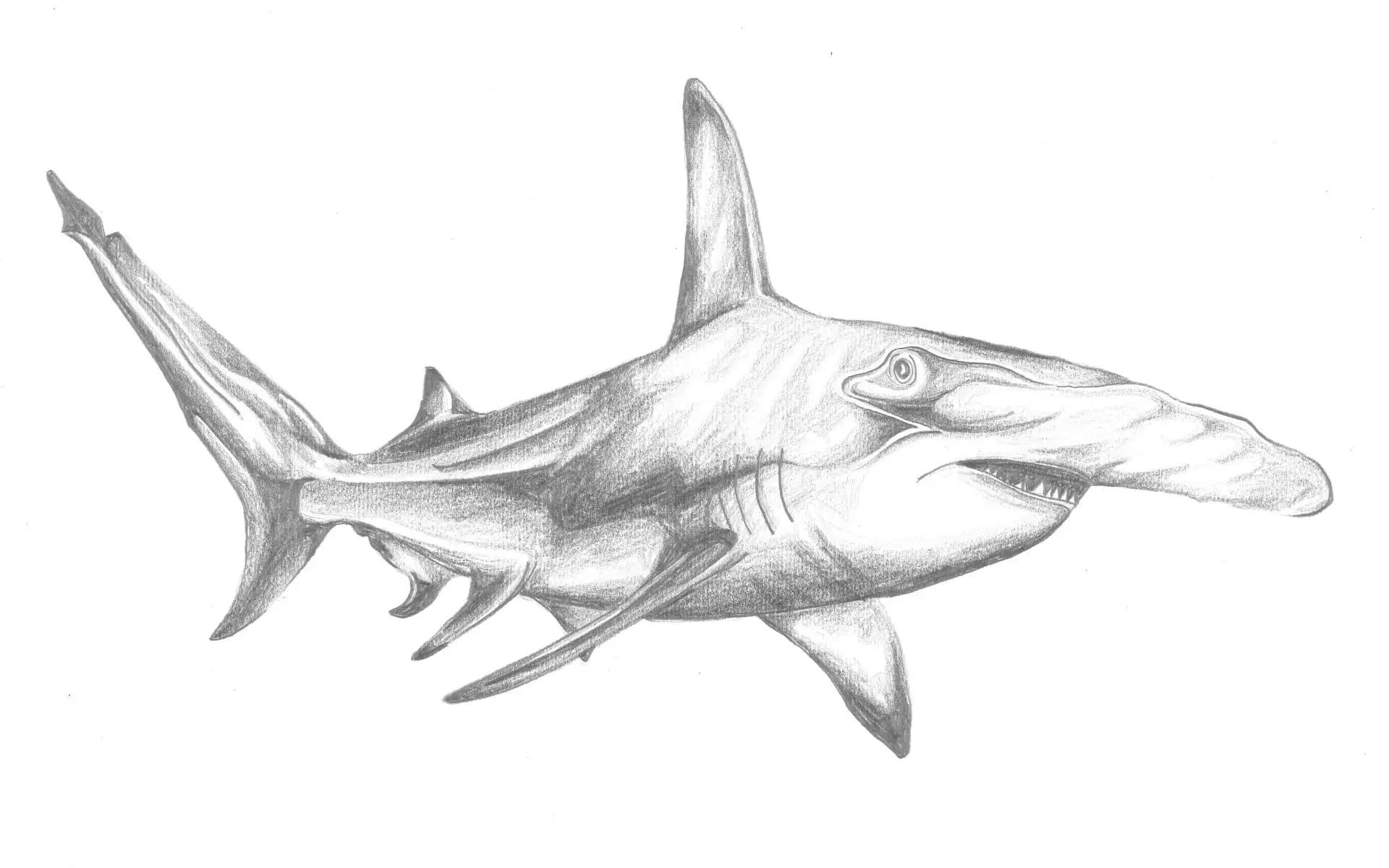 Bleistiftzeichnung eines fossilen Hais in naturkundlicher Detailgenauigkeit.