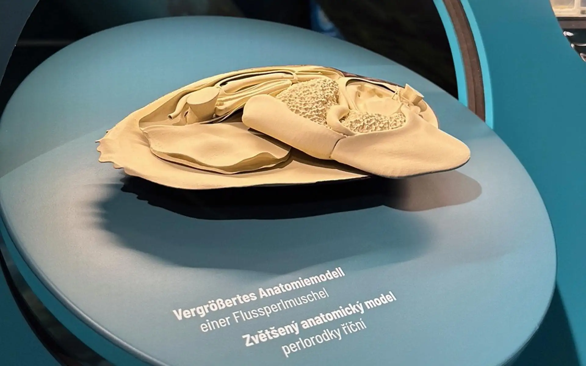 Vergrößertes Anatomiemodell einer Flussperlmuschel auf rundem Podest mit mehrsprachiger Beschriftung.