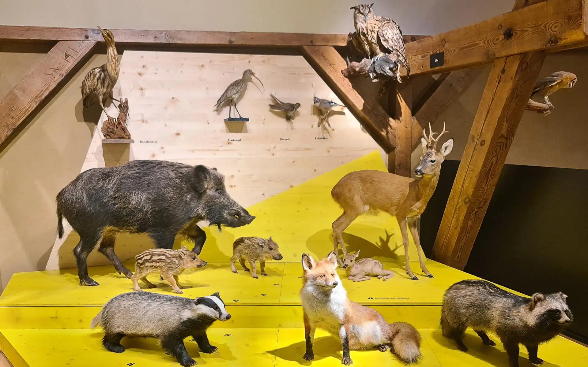 Präparierte Waldtiere wie Wildschwein, Reh, Fuchs und Dachs auf gelber Präsentationsfläche.
