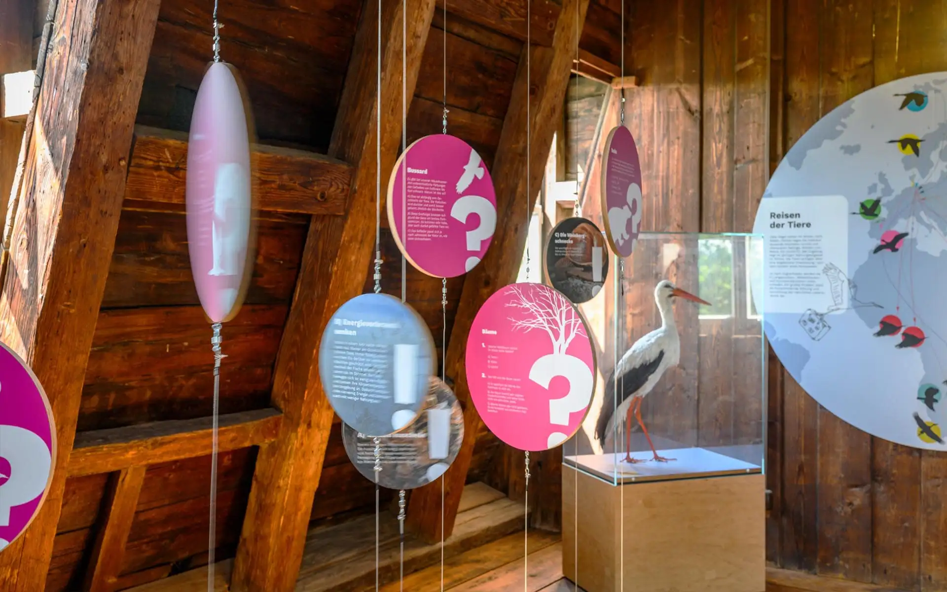 Hängende Ausstellungstafeln mit Tiergrafiken und Präparat in einer Vitrine.